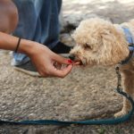 choosing the right dog food