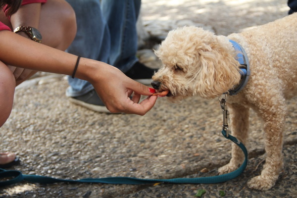 choosing the right dog food