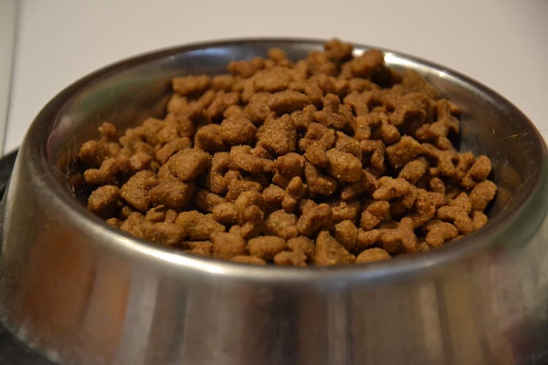 dog food tips