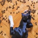 types of dog food