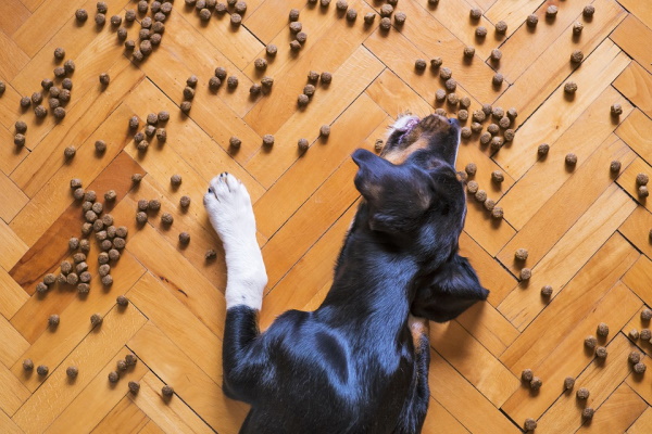 types of dog food